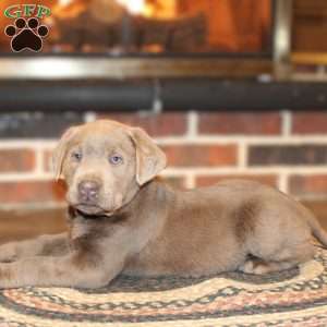 Jed, Silver Labrador Retriever Puppy